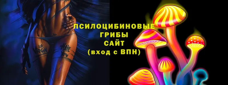 Галлюциногенные грибы Psilocybine cubensis  хочу   hydra как зайти  Ардатов 